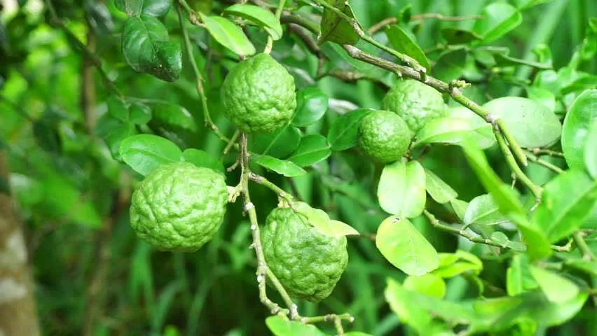 Bergamot Oil