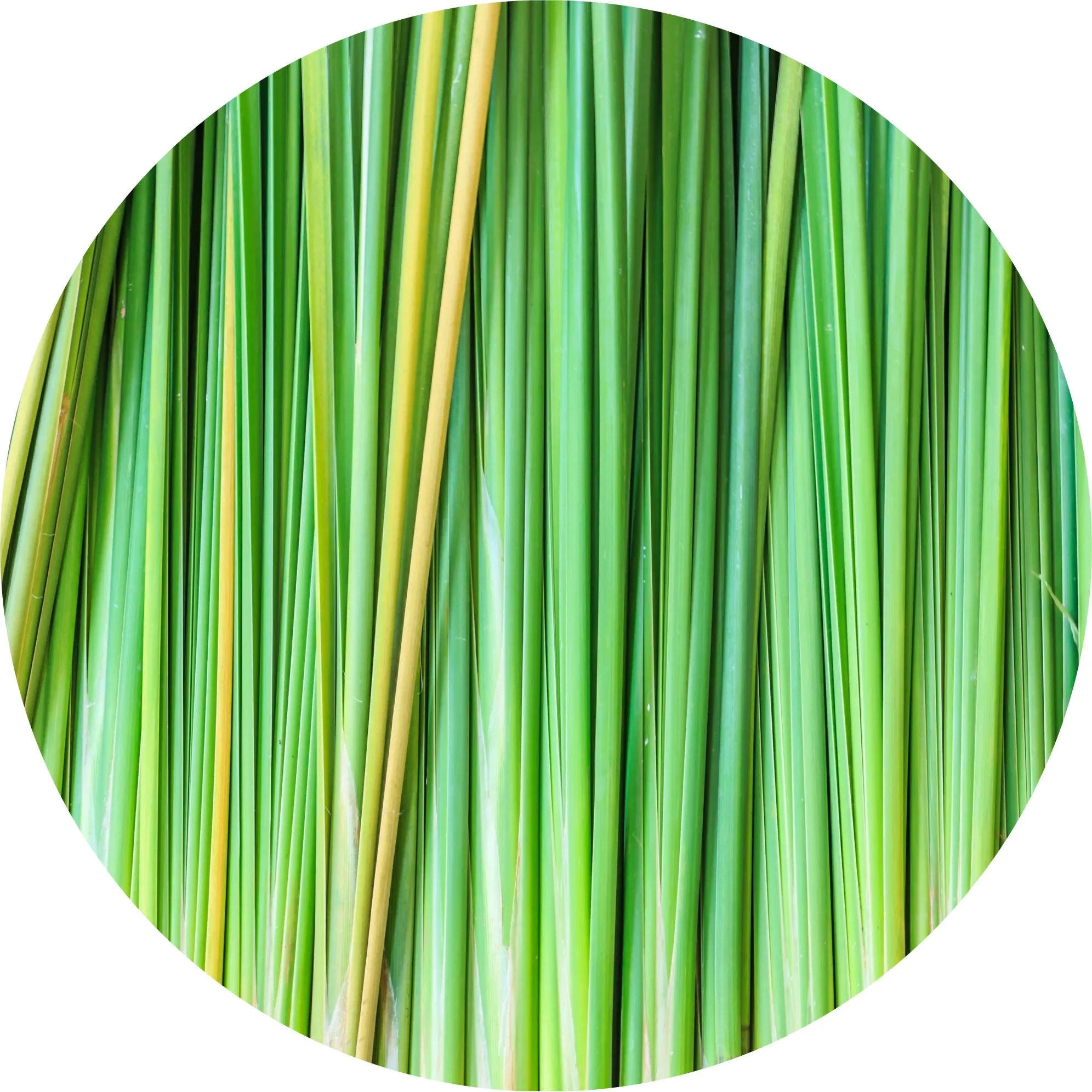 LIVING LIBATIONS - Vetiver Essential Oil